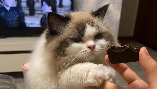 猫咪不能吃的7种“人食”，别让好心害了它！