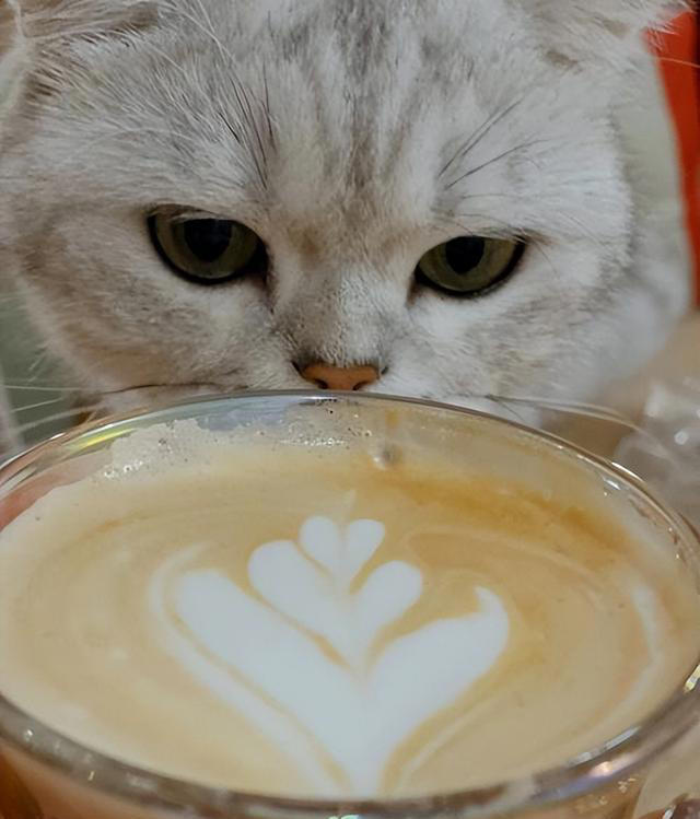 猫咪不能吃的7种“人食”，别让好心害了它！