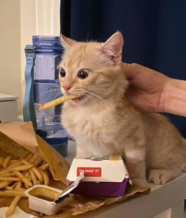 猫咪不能吃的7种“人食”，别让好心害了它！