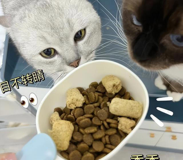 猫咪不能吃的7种“人食”，别让好心害了它！