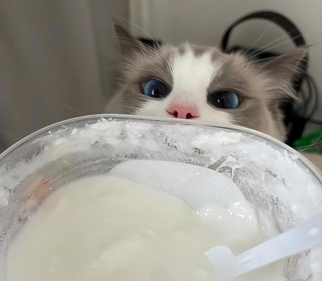 猫咪不能吃的7种“人食”，别让好心害了它！