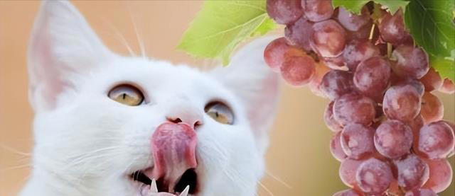 猫咪不能吃的7种“人食”，别让好心害了它！