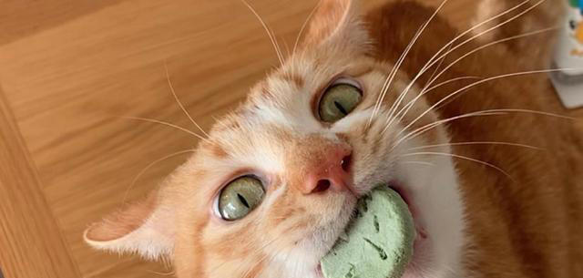 猫咪不能吃的7种“人食”，别让好心害了它！