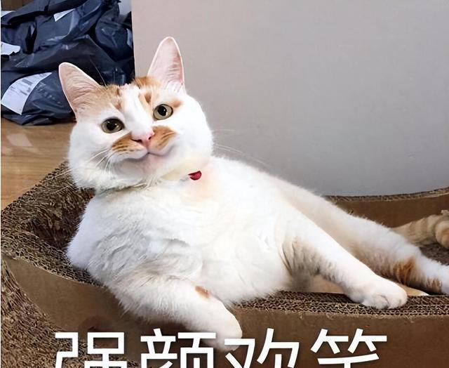 养猫久了才发现，“一喊就来的猫”和“喊不动的猫”，区别很大