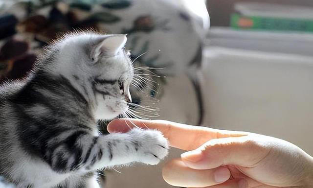 养猫久了才发现，“一喊就来的猫”和“喊不动的猫”，区别很大