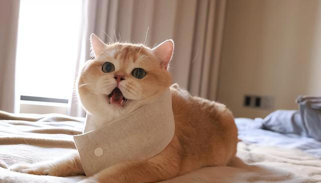 养猫久了才发现，“一喊就来的猫”和“喊不动的猫”，区别很大