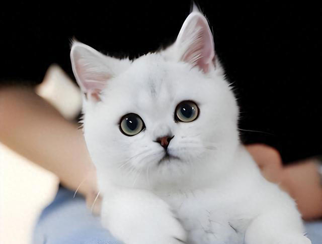 养猫久了才发现，“一喊就来的猫”和“喊不动的猫”，区别很大