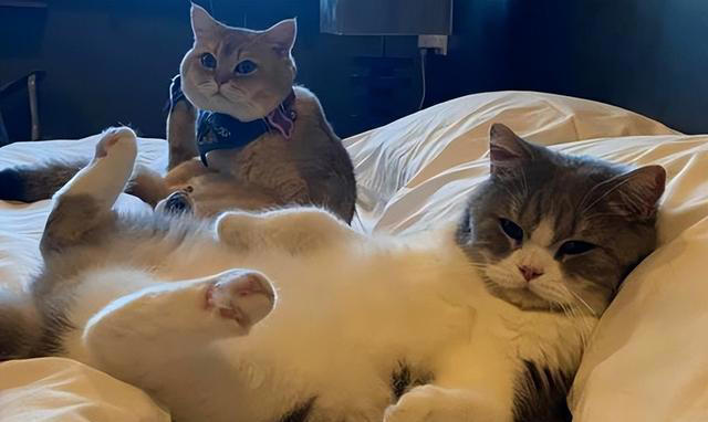 养猫久了才发现，“一喊就来的猫”和“喊不动的猫”，区别很大