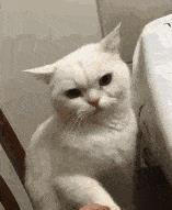 养猫久了才发现，“一喊就来的猫”和“喊不动的猫”，区别很大