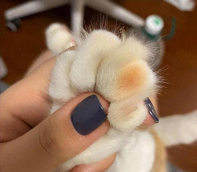 养猫久了才发现，“一喊就来的猫”和“喊不动的猫”，区别很大