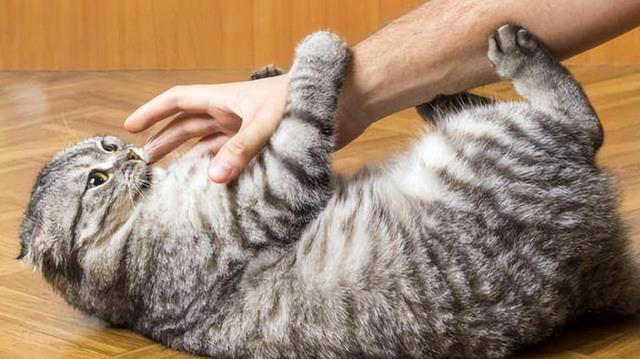 养猫久了才发现，“一喊就来的猫”和“喊不动的猫”，区别很大