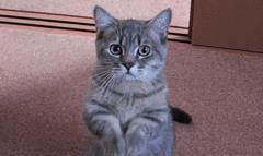 养猫久了才发现，“一喊就来的猫”和“喊不动的猫”，区别很大