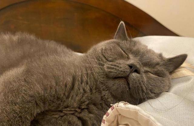 养猫久了才发现，“一喊就来的猫”和“喊不动的猫”，区别很大