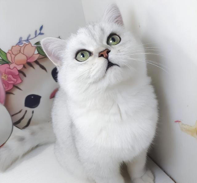 养猫久了才发现，“一喊就来的猫”和“喊不动的猫”，区别很大