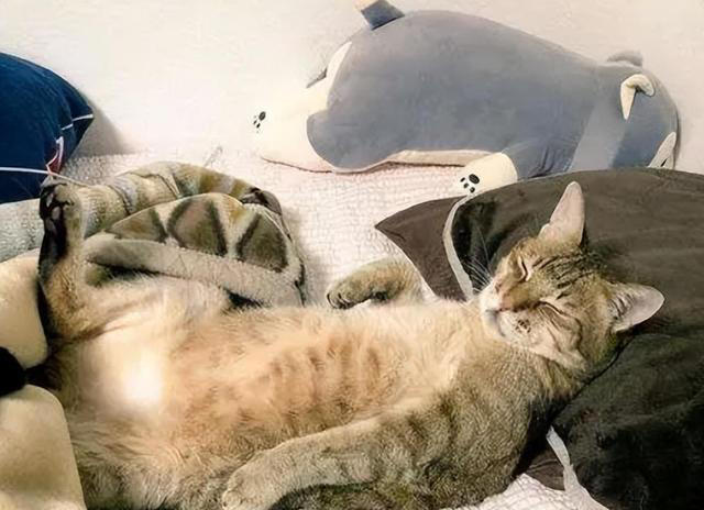 养猫久了才发现，“一喊就来的猫”和“喊不动的猫”，区别很大