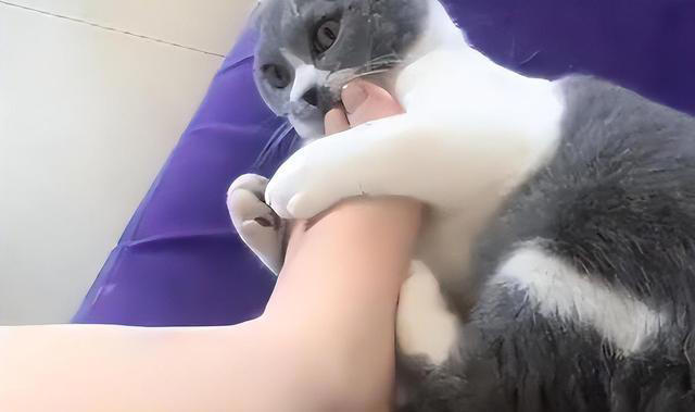 养猫久了才发现，“一喊就来的猫”和“喊不动的猫”，区别很大