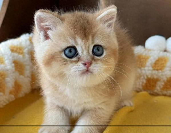 猫咪把你当“主人”的5个证据，一旦超过3个，它这辈子就跟定你了