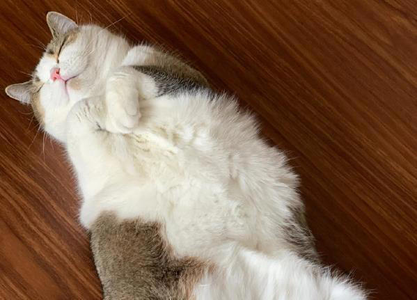 猫咪把你当“主人”的5个证据，一旦超过3个，它这辈子就跟定你了