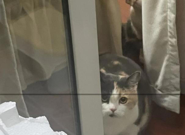 猫咪把你当“主人”的5个证据，一旦超过3个，它这辈子就跟定你了