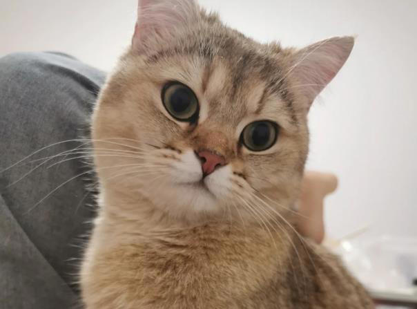 猫咪把你当“主人”的5个证据，一旦超过3个，它这辈子就跟定你了