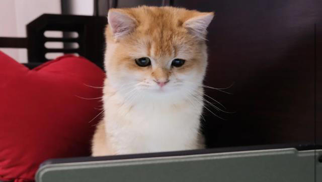 猫咪把你当“主人”的5个证据，一旦超过3个，它这辈子就跟定你了