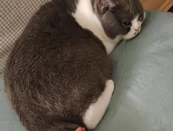 猫咪把你当“主人”的5个证据，一旦超过3个，它这辈子就跟定你了