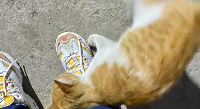 猫咪把你当“主人”的5个证据，一旦超过3个，它这辈子就跟定你了