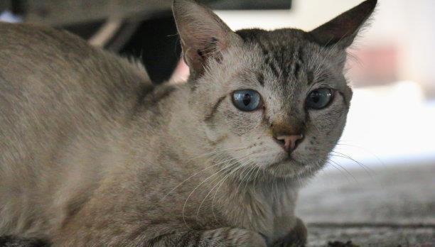 忠诚的宠物：如何与它们建立深厚的关系？