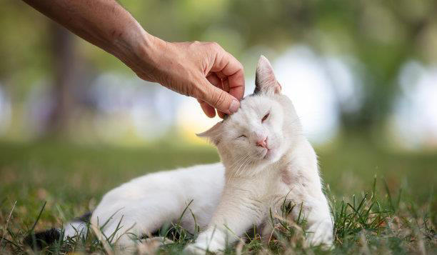 忠诚的宠物：如何与它们建立深厚的关系？