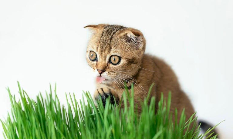 你家猫咪的“健康餐”有在偷懒吗？猫草多久给猫吃一次才科学？