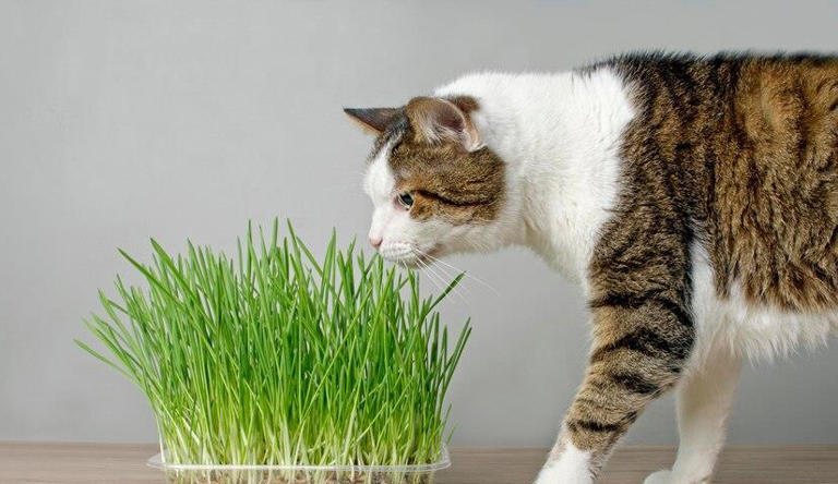 你家猫咪的“健康餐”有在偷懒吗？猫草多久给猫吃一次才科学？