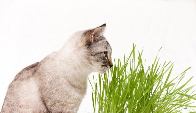 你家猫咪的“健康餐”有在偷懒吗？猫草多久给猫吃一次才科学？