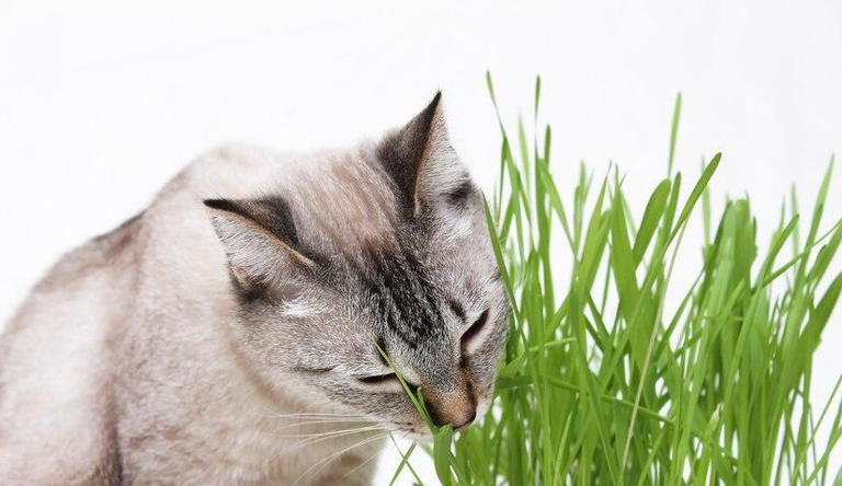 你家猫咪的“健康餐”有在偷懒吗？猫草多久给猫吃一次才科学？