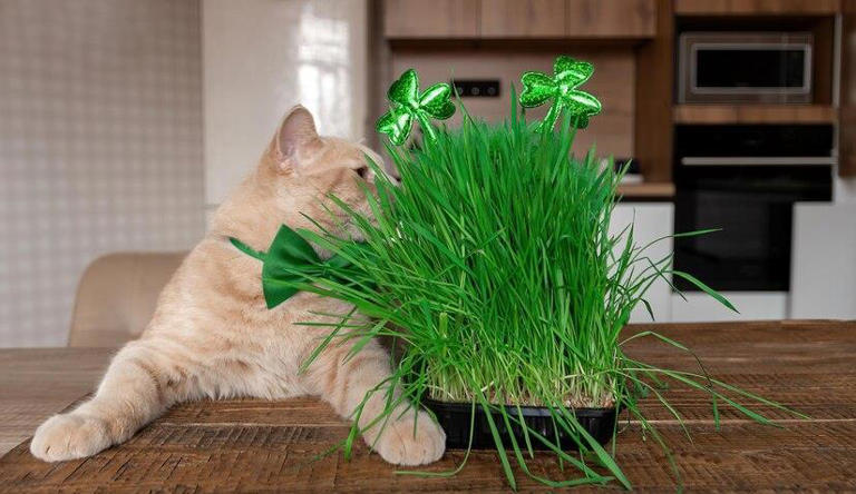 你家猫咪的“健康餐”有在偷懒吗？猫草多久给猫吃一次才科学？