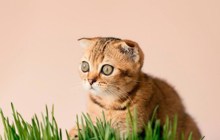 你家猫咪的“健康餐”有在偷懒吗？猫草多久给猫吃一次才科学？