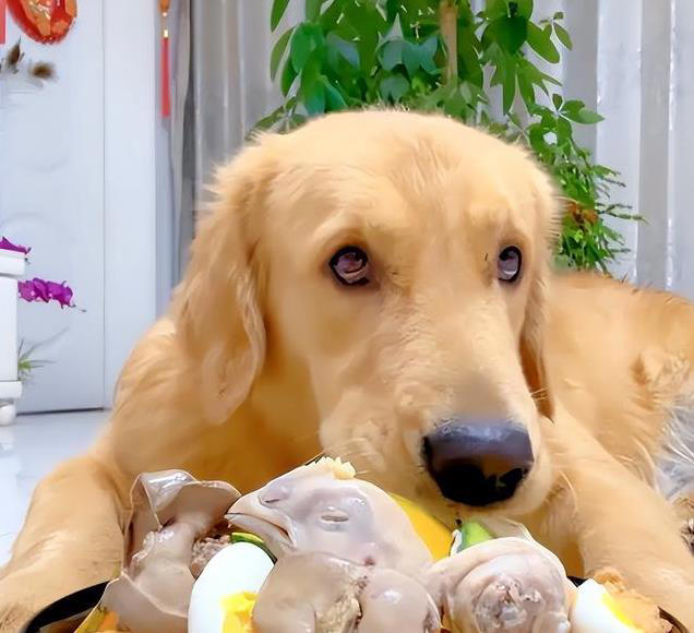 狗狗每天喂多少合适？这样做才对，避免过度喂食引发健康问题！