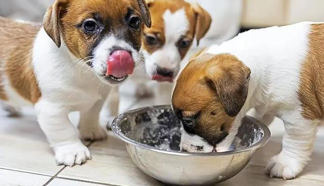 狗狗每天喂多少合适？这样做才对，避免过度喂食引发健康问题！