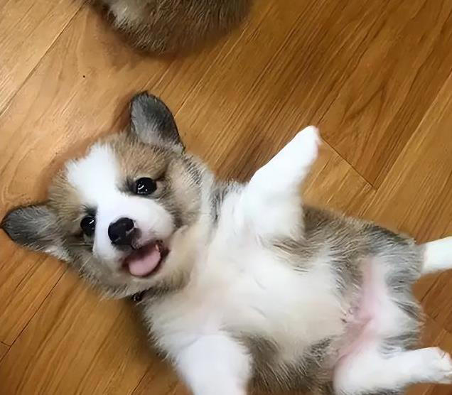 狗狗每天喂多少合适？这样做才对，避免过度喂食引发健康问题！