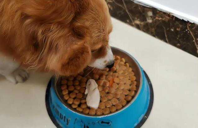 狗狗每天喂多少合适？这样做才对，避免过度喂食引发健康问题！