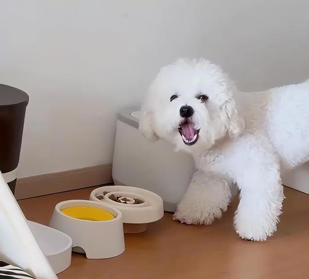 狗狗每天喂多少合适？这样做才对，避免过度喂食引发健康问题！