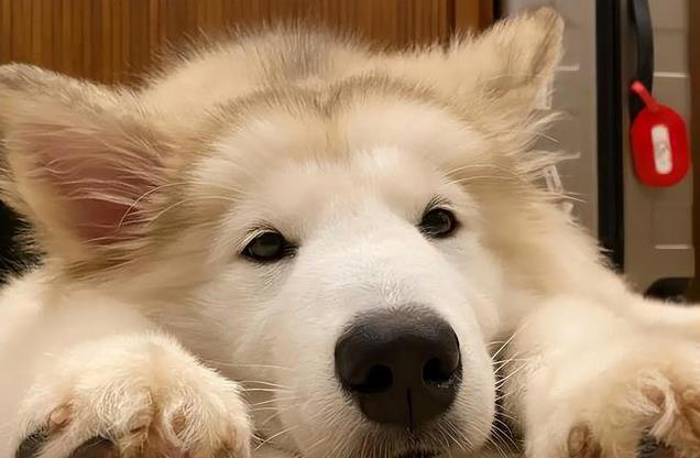 狗狗每天喂多少合适？这样做才对，避免过度喂食引发健康问题！