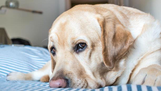 如何让你的宠物听从你的指令