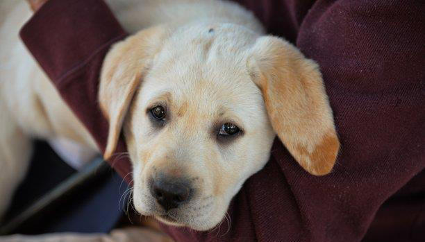 如何让你的宠物听从你的指令