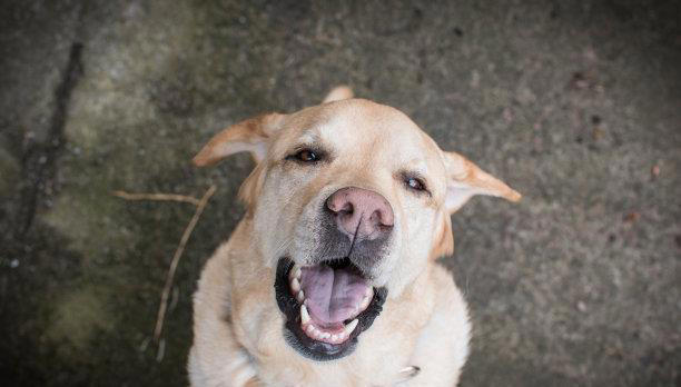 如何让你的宠物听从你的指令