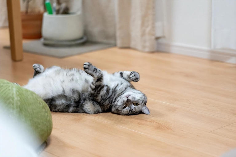 探秘猫咪的“幸福密码”：那些“心情愉快”时的微妙动作