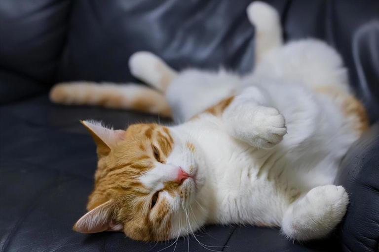 揭秘猫咪的幸福秘密：捕捉它们心情愉悦时的细微表现