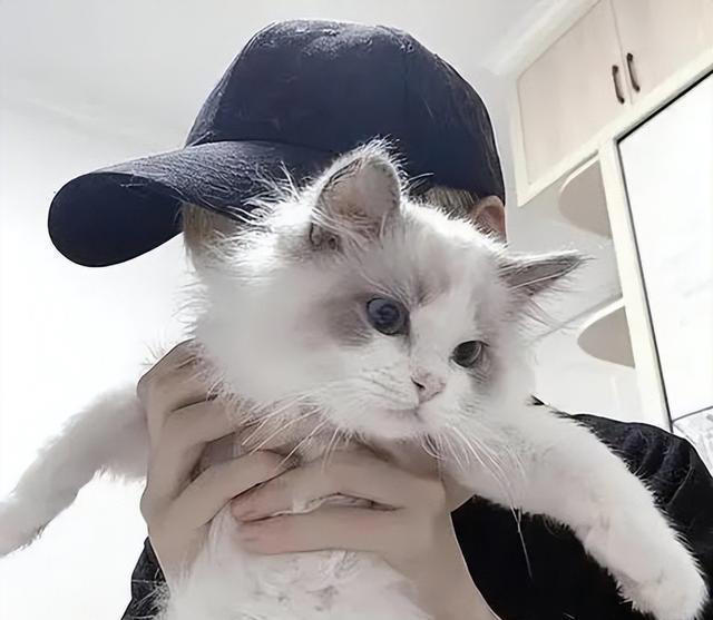 猫咪“被养得好”，会有这些迹象，装不出来的！