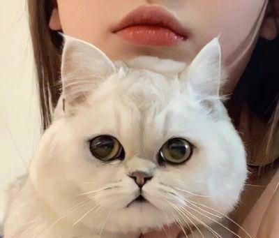 猫咪“被养得好”，会有这些迹象，装不出来的！