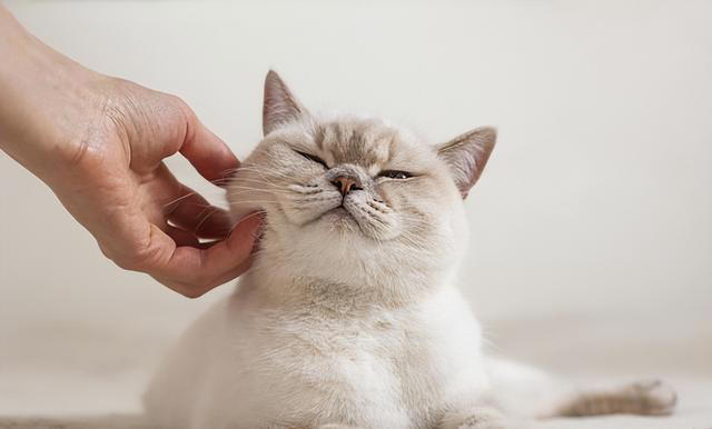 猫咪“被养得好”，会有这些迹象，装不出来的！