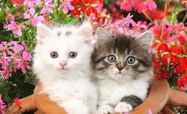 猫咪“被养得好”，会有这些迹象，装不出来的！